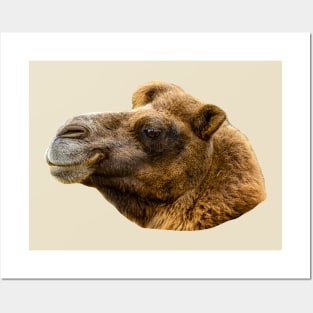 Majestic head of an adult Bactrian Camel Posters and Art